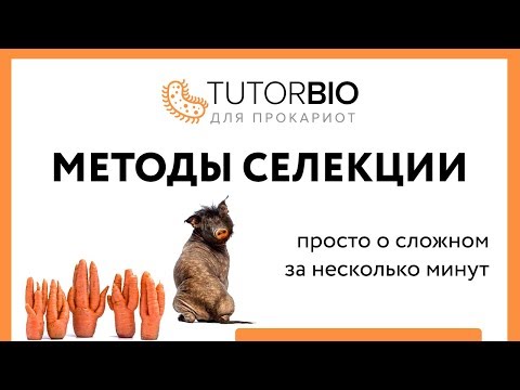 Видео: Методы селекции. Отбор и гибридизация. Отличия клеточной и гененной инженерии.