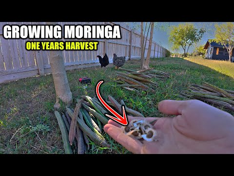 Видео: Это просто дико! | Сбор моринги в Южном Техасе | Дерево жизни | Чудо-дерево