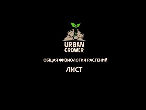 Видео: УРБАН ГРОВЕР УРОК 7 - ЛИСТ - ОБЩАЯ ФИЗИОЛОГИЯ РАСТЕНИЙ