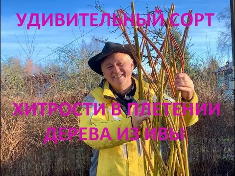 Видео: ПАВИВА Хитрости в плетении живого дерева из ивы от А до Я , ива белая (цвет желто-оранжевая) Финская