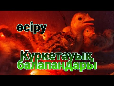 Видео: Күрке тауық балапандары шықты қалай асыраймыз