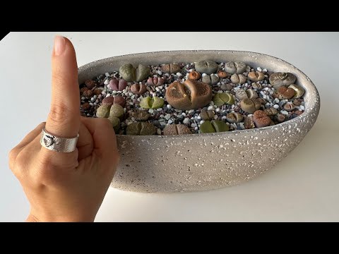 Видео: Литопсы/ Lithops. Делюсь секретом в уходе. Как я поливала литопсы в зимний период. 10.03.2023