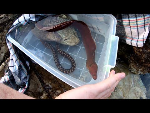 Видео: Смертельно опасная рыба мурена против моей руки!  Рыбалка и интересные факты о муренах и их жизни