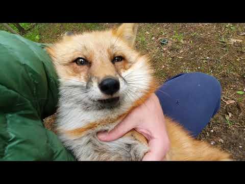 Видео: Алиса - лиса. Утренняя прогулка на 25 минут. Обычная. Для тех, кто хотел длинное видео посмотреть