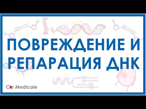 Видео: Повреждение и репарация ДНК
