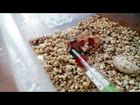 Видео: ИНКУБАТОР для яиц эублефаров и пр. рептилий / Способ сборки инкубатора