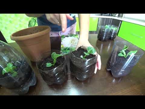 Видео: Размножение георгины. Интересный и проверенный способ размножения.