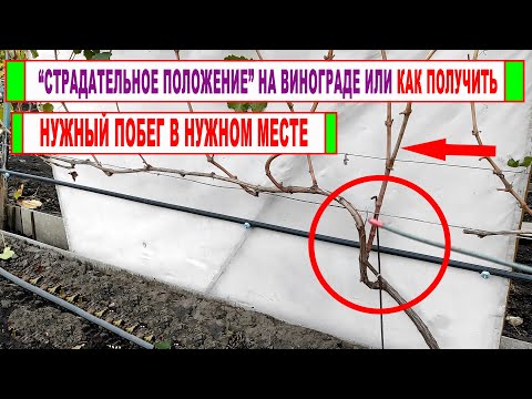 Видео: 🍇 Не забудь ЭТО СДЕЛАТЬ на винограднике весной. Это СТРАДАТЕЛЬНОЕ ПОЛОЖЕНИЕ упростит обрезку!