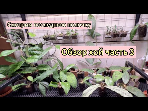 Видео: ОБЗОР ХОЙ ЧАСТЬ 3