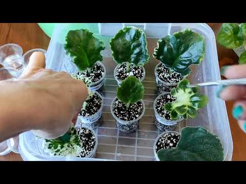 Видео: Размножение фиалок с листика. Как укоренить лист! Мой опыт.