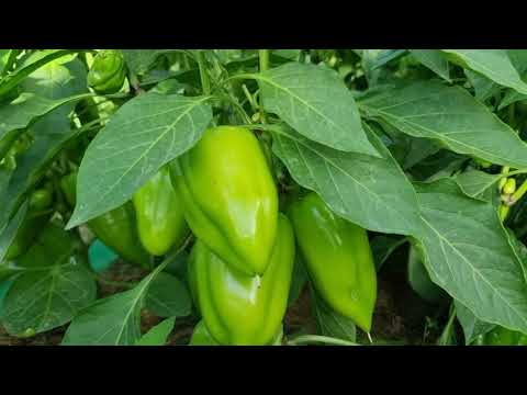 Видео: 1 УДОБРЕНИЕ ДЛЯ ВСЕГО И ОТ ВСЕХ НЕДУГ.Эта ПОДКОРМКА ВОСТАНОВИТ перец, баклажаны, томат, капусту, лук