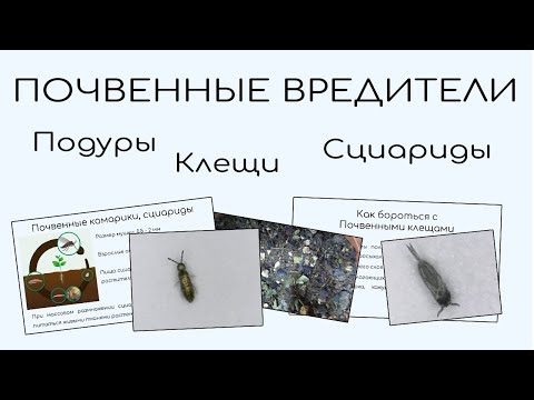 Видео: Подуры, почвенные клещи, грибные комарики. Как избавиться.