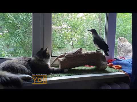 Видео: Трое из леса и бородатый дракон на подоконнике