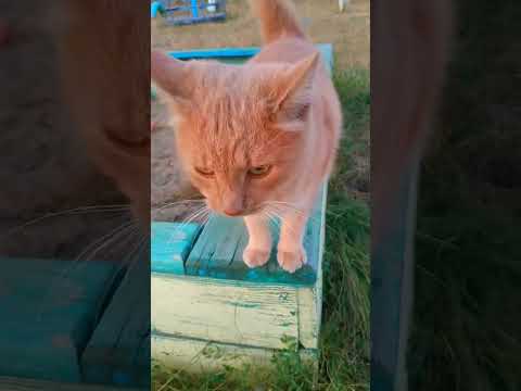 Видео: Вечори на хуторі. Кася знайшла дитячий майданчик. #cat #dog #котики