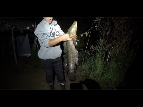 Видео: Рыбалка в Дельте реки ИЛИ. Белые Амуры рвут снасти!!!