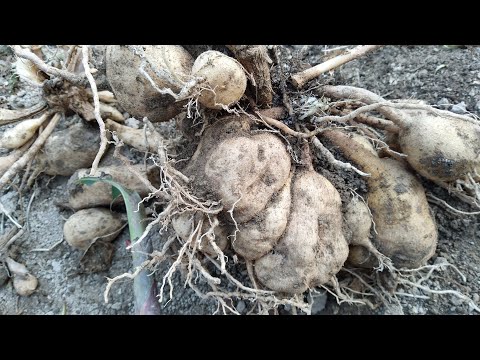 Видео: ГИЯРГИН  ГУЛИНИ  КАРТОШКАЛАРИНИ  КАНДАЙ  САКЛАЙМИЗ🌺🌺🌺🌺