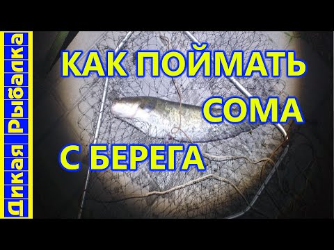 Видео: На что ловить сома с берега? Рыбалка на сома с набережной. Где достать наживку?