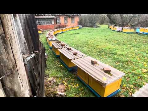 Видео: Заміна Маток на нашій пасіці!!!