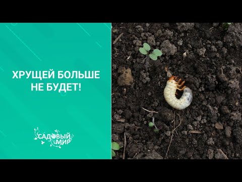 Видео: ХРУЩЕЙ БОЛЬШЕ НЕ БУДЕТ!