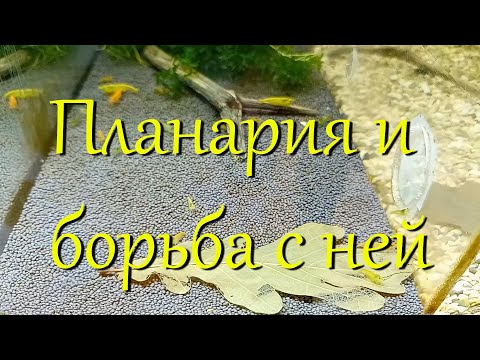 Видео: Победа над планарией в креветочнике с каридинами и неокаридинами. Как избавиться от планарий в акве.