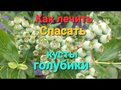 Видео: Как лечить, спасать кусты голубики от разных проблем!!!