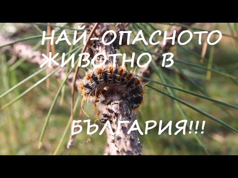 Видео: НАЙ-ОПАСНОТО ЖИВОТНО В БЪЛГАРИЯ!? #animals #poisonousinsects #животни #insects #caterpillar