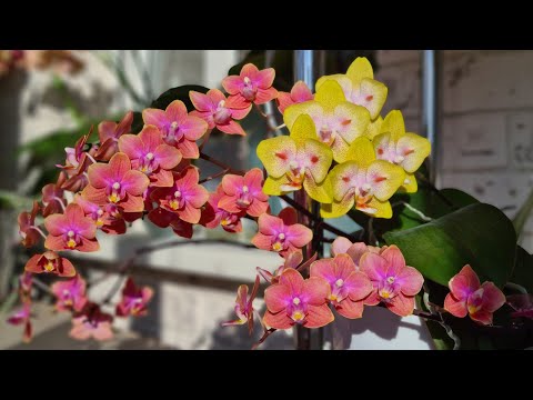 Видео: Пышное🔥 ЦВЕТЕНИЕ домашних ПАРФЮМЕРНЫХ ФАБРИК💘💝 Особенности ухода за этими "КАПРИЗНЫМИ" МУЛЬТИФЛОРАМИ