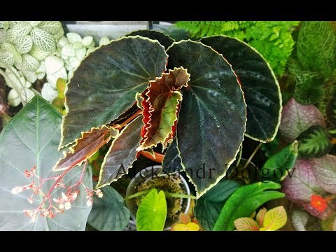 Видео: Begonia Darthvaderiana пересадка и размножение