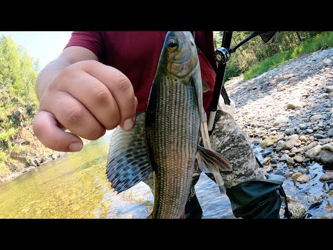 Видео: ЗА ХАРИУСОМ НА ГОРНУЮ РЕЧКУ. ПОДНИМАЕМСЯ В ВЕРХОВЬЯ РЕКИ
