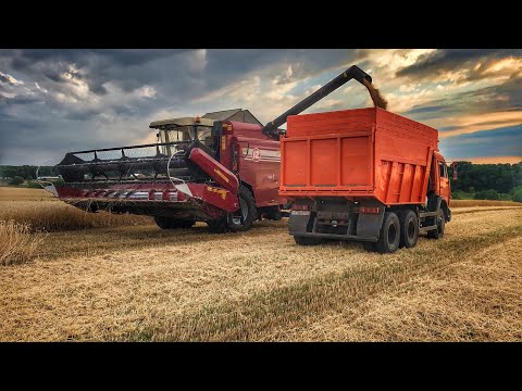 Видео: Полесье GS12 КЗС-1218 на уборке пшеницы#1 первое поле