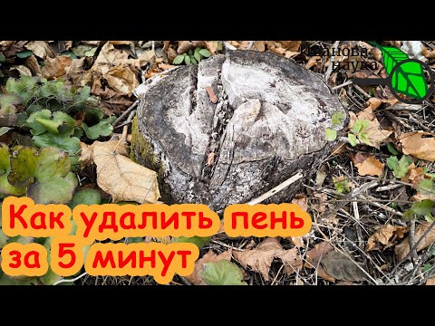 Видео: Я СДЕЛАЛ ОТКРЫТИЕ, КОТОРОЕ ПОМОГАЕТ МНЕ ЛЕГКО УДАЛЯТЬ ПНИ! Как удалить пень за 5 минут.