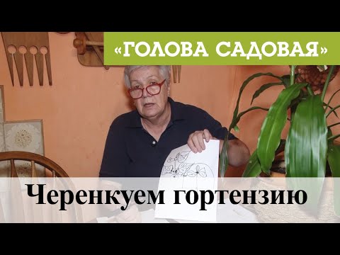 Видео: Голова садовая - Черенкуем гортензию