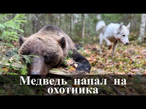 Видео: Медведь напал на охотника со спины.