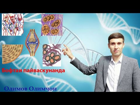 Видео: Бофтаи пайвасткунанда| ММТ Биология| Олимов Олимҷон.