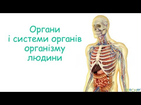 Видео: Органи і системи органів організму людини