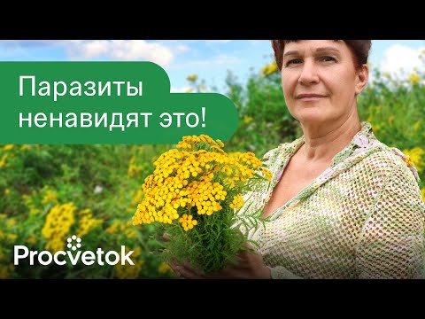 Видео: ТРАВЫ ПРОТИВ ПАРАЗИТОВ! 5 растений, которые изгонят любых глистов из организма