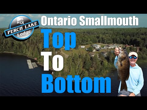 Видео: Малоротый Онтарио сверху вниз