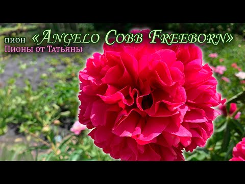 Видео: Пион "Angelo Cobb Freeborn"