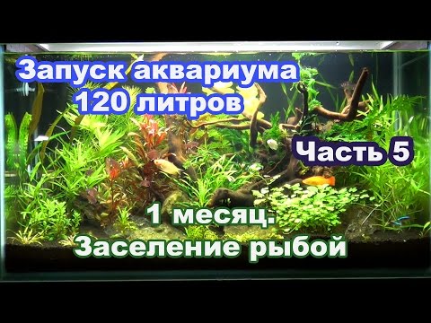 Видео: Запуск 120 л. аквариума.  Часть 5.  Первый месяц  Запуск рыб