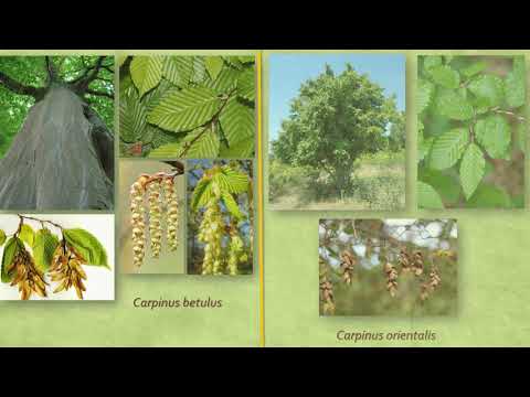 Видео: Лещиновые Ореховые