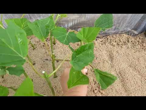 Видео: Черенкование гортензии "Анабель"