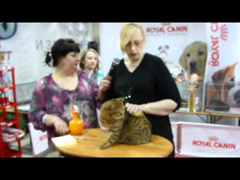 Видео: Монопородное шоу Британцев - Monobreed British show (2/3)