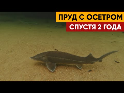 Видео: Что стало с прудом в котором живет осетр спустя 2 года. Подводная съемка.