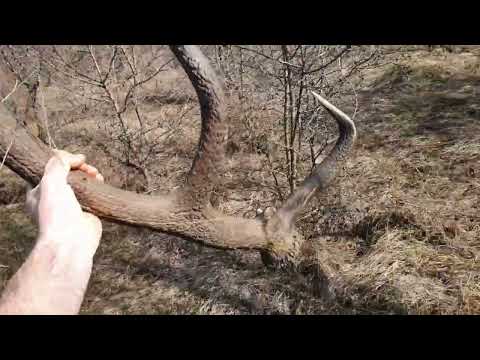 Видео: Рога от елен 2022-2023