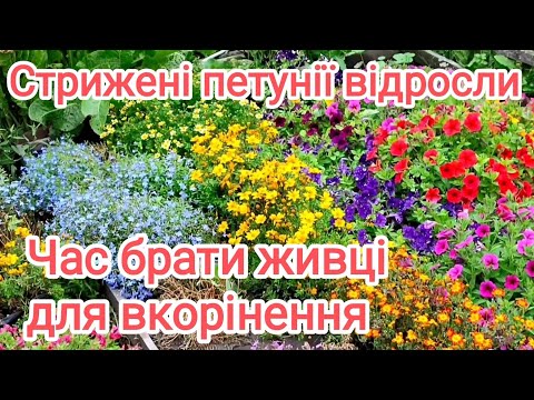 Видео: Оглядаю квіти та вибираю, кого живцювати на зиму. 11 серпня, приблизний час для живцювання.