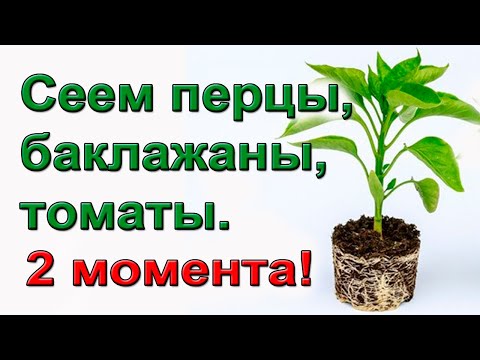 Видео: Когда начинать сеять перцы,  томаты? Два главных правила.