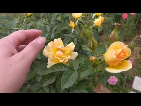 Видео: Роза Hansestadt Rostock. Янтарное золото!! #флорибунда #желтыерозы #сортароз