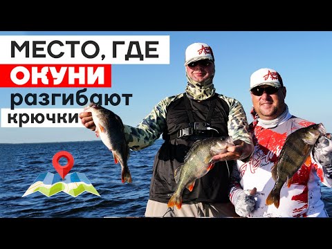 Видео: КИЛОГРАММОВЫЕ ОКУНИ-АРБУЗЫ - здесь это МЕЛОЧЬ! Ловля крупного окуня на спиннинг с лодки