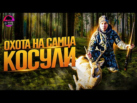 Видео: Терпение и фарт… Летняя охота на самца косули