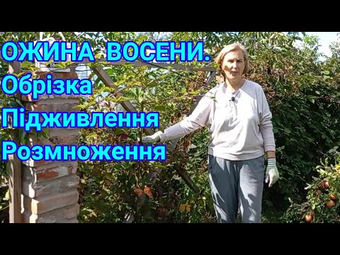 Видео: ОЖИНА.Осінній догляд для гарного врожаю наступного року#ожина#ежевика#осіннійдоглядзаожиною#сад